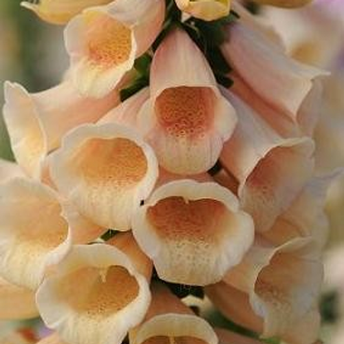 Digitalis purpurea - Dalmatian Peach 18ct