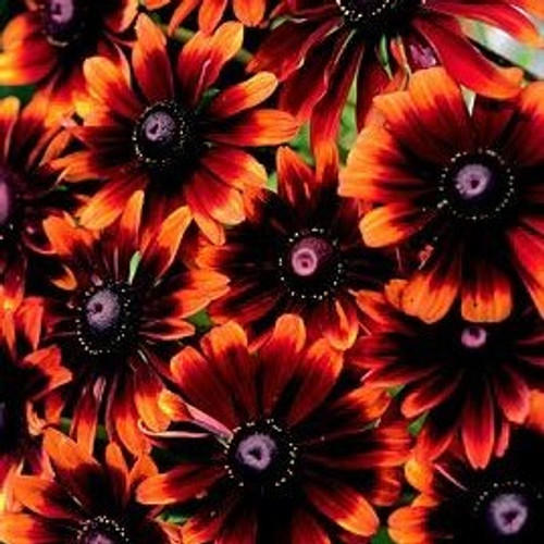 Rudbeckia hirta - Chocolate Orange (Black-eyed Susan) 18ct