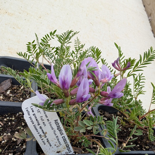 Astragalus crassicarpus - Ground Plum 18ct