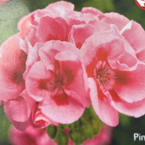 Geranium - Pink Flame Cutting Grown 15ct