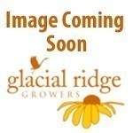 Tuberous Begonia -I'Conia Portofina Hot Orange