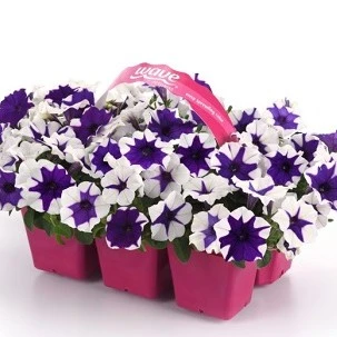 Wave Petunia - Easy Wave Midnite Marble HB