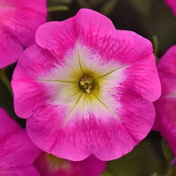 Wave Petunia - Easy Wave Rose Morn HB