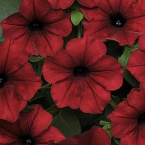 Wave Petunia - Tidal Wave Velour Red HB