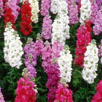 Stocks - Column Mix 12-4 paks