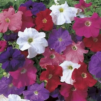 Petunia - Tritunia Mix 12-4 paks