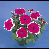 Petunia - Hulahoop Velvet 12-4 paks