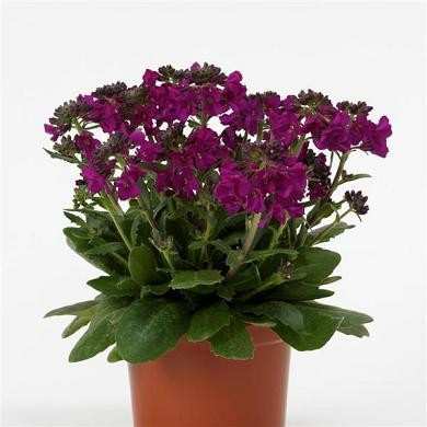 Arabis blepharophylla - Barranca Deep Rose 18ct
