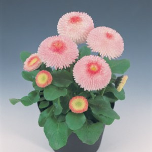 Bellis perennis - Tasso Strawberries & Cream 18ct