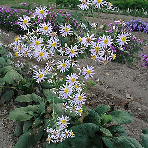 Aster macrophyllus (Eurybia macrophylla) - Big-leaved Aster 18ct Aster macrophyllus (Eurybia macrophylla) - Big-leaved Aster 18ct