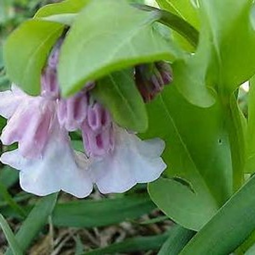 Mertensia virginica - Virginia Bluebells 18ct Mertensia virginica - Virginia Bluebells 18ct