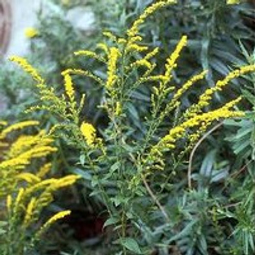 Solidago ulmifolia - Elm-leaved Goldenrod 18ct Solidago ulmifolia - Elm-leaved Goldenrod 18ct