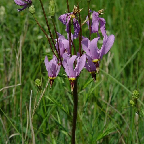 Dodecatheon meadia - Midland Shooting Star 18ct