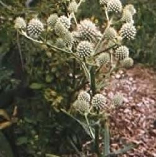 Eryngium yuccifolium - Rattlesnake Master 18ct