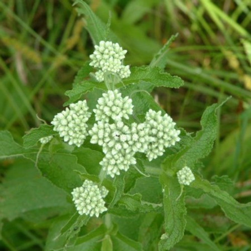 Eupatorium perfoliatum - Boneset 18ct
