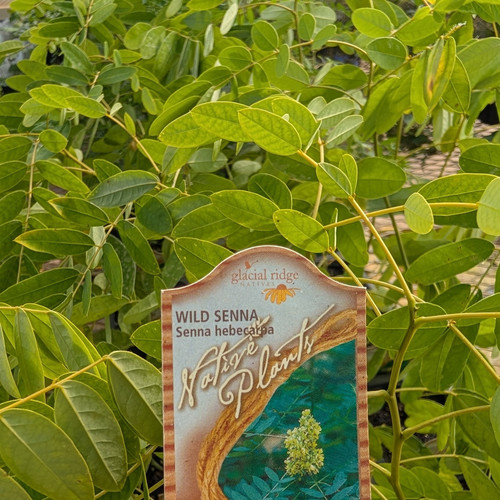 Senna hebecarpa - Wild Senna