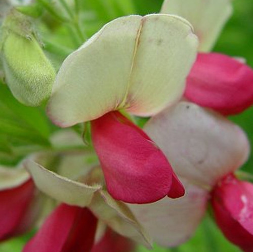 Tephrosia virginiana - Goat's Rue 18ct