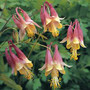 Aquilegia canadensis - Columbine 18ct Aquilegia canadensis - Columbine 18ct