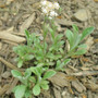 Antennaria plantaginifolia - Pussytoes 18ct