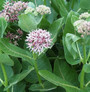 Asclepias speciosa - Showy Milkweed 18ct
