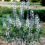 Baptisia alba - White Wild Indigo 18ct