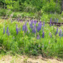 Lupinus perennis - Wild Lupine 18ct