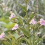 Mimulus ringens - Monkey Flower 18ct