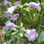 Penstemon grandiflorus - Large Flowered Beardtongue 18ct