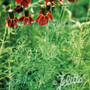Ratibida columnifera - Long-headed Coneflower 18ct