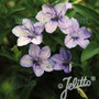 Ruellia humilis - Wild Petunia 18ct