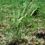 Koeleria cristata - June Grass 18ct