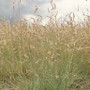 Bouteloua gracilis - Blue Grama 18ct
