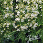Penstemon digitalis - Foxglove Beardtongue - JUMBO - Shade- READY MID-JUNE