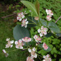 Aronia melanocarpa (BEE) - Black Chokeberry Aronia melanocarpa (BEE) - Black Chokeberry
