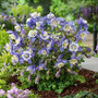 Aquilegia hybrida - Early Bird Blue-White 18ct