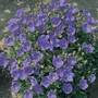 Campanula carpatica - Dark Blue Clips (Bellflower-Carpathian Harebell) 18ct