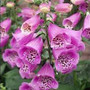 Digitalis purpurea - Camelot Series Lavender (Foxglove) 18ct