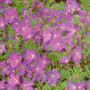 Geranium pratense - Cranesbill 18ct