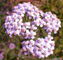 Achillea sibirica subsp. camtschatica - Love Parade 18ct