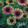 Echinacea purpurea - Green Twister 18ct