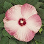 Hibiscus moscheutos - Luna Series Pink Swirl 18ct