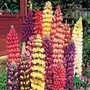 Lupinus perennis polyphyllus - Tutti Frutti Mix 18ct