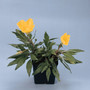 Oenothera missouriensis - Ozark Sundrops 18ct