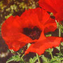 Papaver orientalis - Brilliant Red (Poppy) 18ct