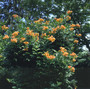 Campsis radicans - Trumpet Vine 18ct