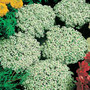 Alyssum - Snow Crystals 12-4 paks