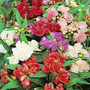 Balsam - Camelia Mix 12-4 paks