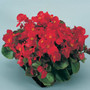Begonia - Super Olympia Red 12-4 paks