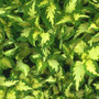 Coleus - Wizard Jade 12-4 paks