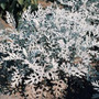 Dusty Miller - Silver Dust 12-4 paks